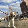 ビーグルとラブラドールMIX犬　里親募集 サムネイル2