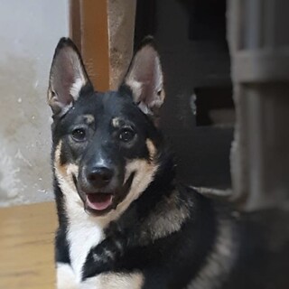 保護犬♀魅力的な十字柄！チョコちゃん