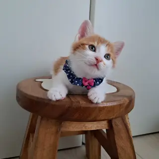 ちびたくん(生後2ヶ月)