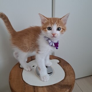 ちゃたくん（生後2ヶ月）