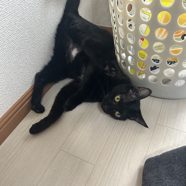 yoluのカバー写真