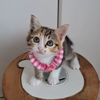 みいこちゃん(生後2ヶ月)