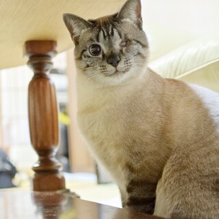 ゴロゴロすりすりの政宗くん