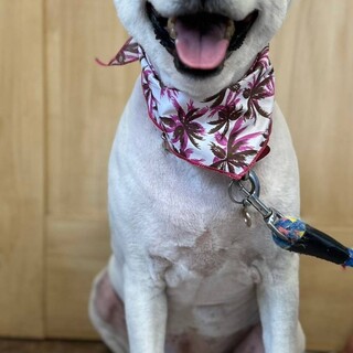 保護犬　中型犬