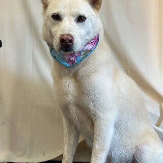 保護犬　中型犬