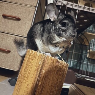 チンチラ里親募集(里親決定しました)