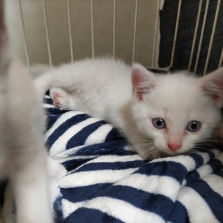 青い目のやんちゃな男の子