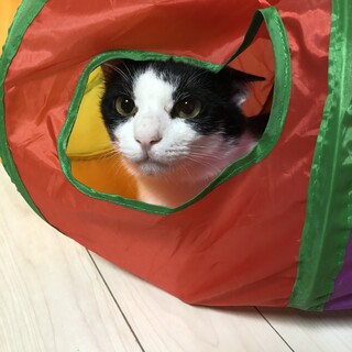 ヤンチャハチワレくん