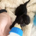 生まれたての子猫保護しました。