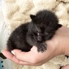 生まれたての子猫保護しました。 サムネイル2