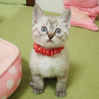 【6/4東銀座】ピピちゃん★2ヵ月