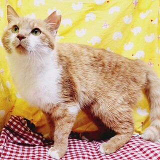 いっぱい甘えたいんだにゃ♥️アメダちゃん