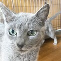 ママ引退のため里親様募集