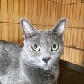 引退ママの里親募集
