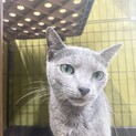 引退ママの里親募集中