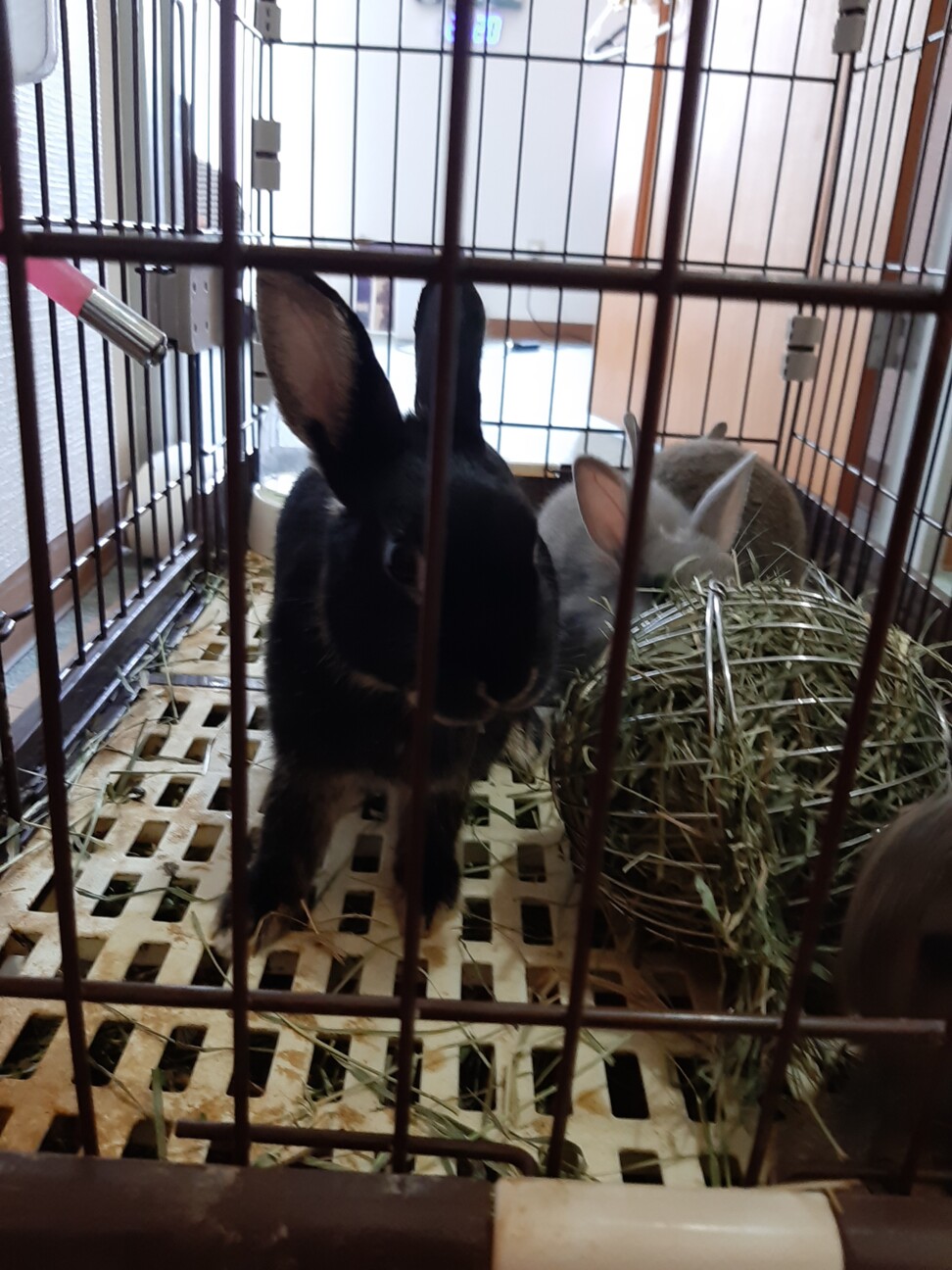 大至急ネザーランドの女の子里親募集します。 サムネイル2