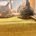 お目目クリックリのイケメン兄弟！スリゴロです！