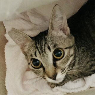 ④みえ　7ヶ月　メス　キジトラ　穏やか