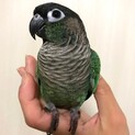 ホオミドリアカオウロコインコ