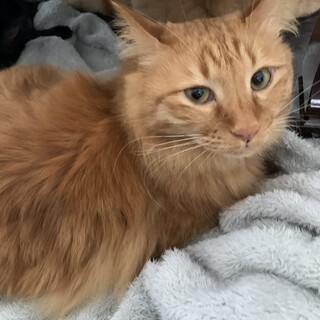 甘えん坊な長毛茶トラのフウ