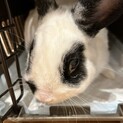 ミニウサギの男の子、女の子（2匹）の里親募集