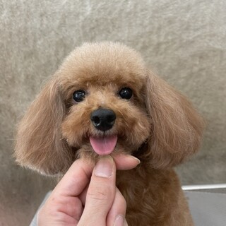 他犬舎の女の子の里親様募集