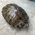 保護ミドリガメ　里親さん募集