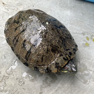 保護ミドリガメ　里親さん募集