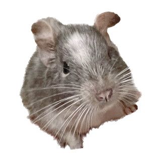 デグー　2歳パイド♂