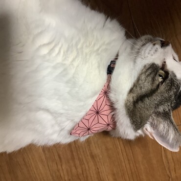 ねずこちゃん風のバンダナが似合う桜ちゃん