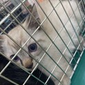 生後2ヶ月の子猫 里親募集