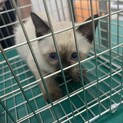 生後2ヶ月の子猫 里親募集