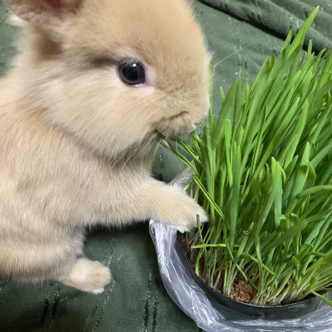 ソラピピのカバー写真