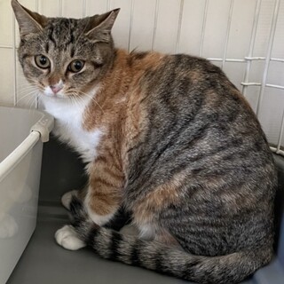 キジミケのラズちゃん