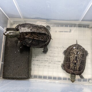 ゼニガメ二匹里親募集