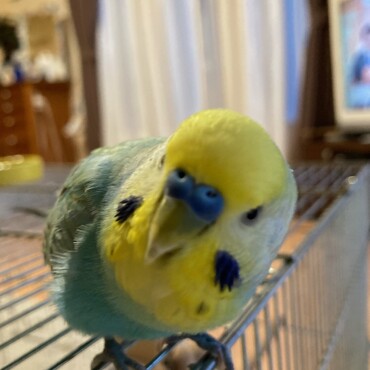 パポちゃんもハコベ大好物。カメラ前にハコベをおいてアップ
