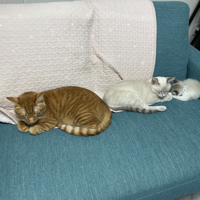 苺.comのカバー写真