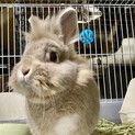 可愛すぎるライオンラビットの男の子(去勢済)1歳半
