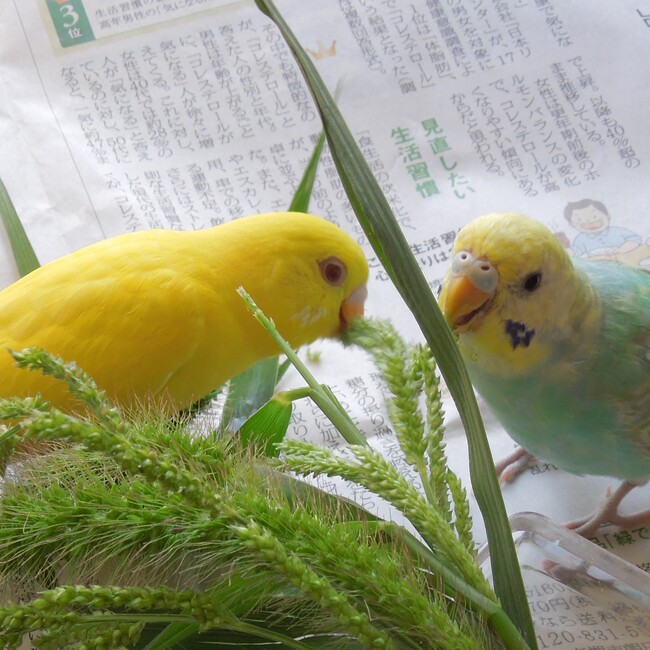 ユカリ８２８のカバー写真