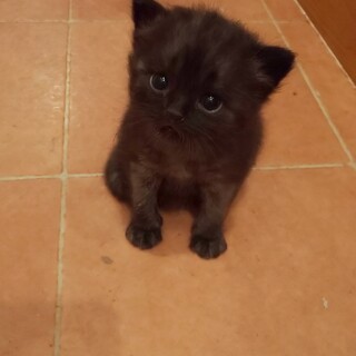 ﾁﾝﾁﾗmix ﾌﾞﾗｯｸｽﾓｰｸ  