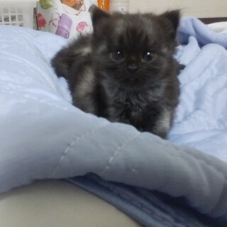 洋mix  可愛い猫ちゃん