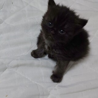 洋mix 可愛い猫ちゃん