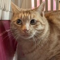 家猫修行中…赤茶キジのツナくん