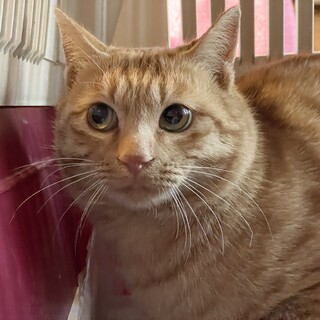 家猫修行中…赤茶キジのツナくん