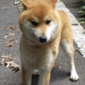 ★引き出し★柴犬　男の子