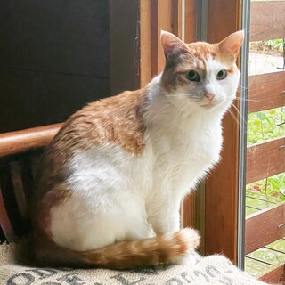 おっとり大人しい茶白の男の子