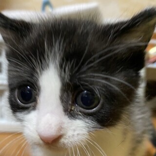 小柄で愛らしいハチワレの湊斗君❣️