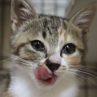 とっても美人さんの三毛猫☆陽芽ちゃん❣️