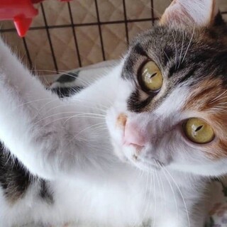 元気にいっぱいタラミチャン