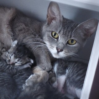 【お見合い随時】1歳のママとわんぱくな子猫たち☆